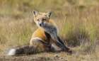 Young red fox with an itch in Washington State Botanical Print